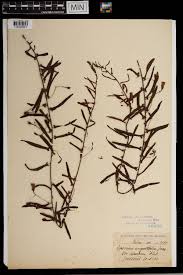 Image result for Xenostegia medium