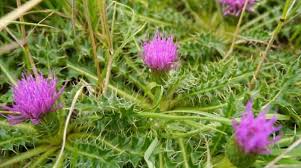 Maybe you would like to learn more about one of these? Thistles In Your Lawn How To Remove Them Quickly And Easily