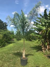 Image result for Syagrus