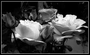 Jun 08, 2021 · sabato 5 giugno luca argentero e cristina marino si sono sposati in gran segreto, coronando il loro sogno d'amore a un anno di distanza dalla nascita di nina. Rose In Bianco E Nero Foto Immagini Piante Fiori E Funghi Fiori E Frutta Alber Natura Foto Su Fotocommunity