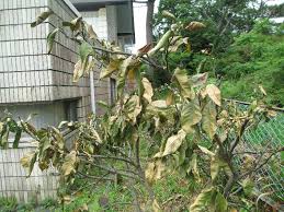 びっくりしました みかん の木 青島 が枯れています しいたけの伊豆高原情報と放浪旅