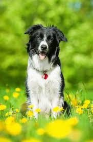 Ukpets found smooth collie for sale in the uk. Best Quality Border Collie Puppies For Sale Singapore July 2021