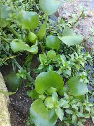 1502 ih 35 south, san marcos, tx 78666. What S This Plant It S On The San Marcos River In Sm Texas Whatsthisplant