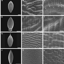 Image result for Urochloa oligobrachiata