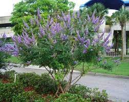 Vitex Agnus Castus Chaste Berry Tree Multi Stem Small Tree Pruned Or Shrub 10 15ft Named Chaste Berry Because Monks Ate Vitex Tree Vitex Trees To Plant