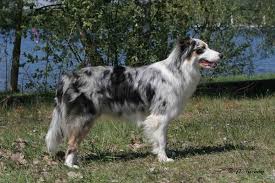 Originally used solely as a herding dog, the australian shepherd has bec. Blue Merle Australian Shepherd Near Green Trees During Daytime Hd Wallpaper Wallpaper Flare