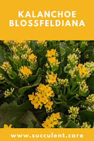 Kalanchoe Blossfeldiana Yellow In 2020 Kalanchoe Blossfeldiana Succulents Types Of Succulents Plants