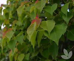 Image result for Sapium