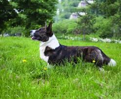 Chesapeake cardigan welsh corgi club. Cardigan Welsh Corgi Dog Breed Profile Petfinder