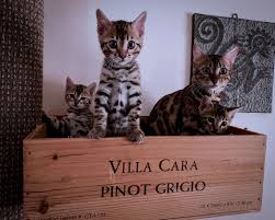 How to choose the right bengal kitten for you. Ridgeland Bengals Bengal Kittens Connecticut