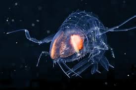 Image result for Amphiasma