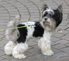 Image result for white yorkshire terrier