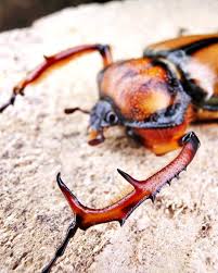 Image result for Macrotyloma oliganthum