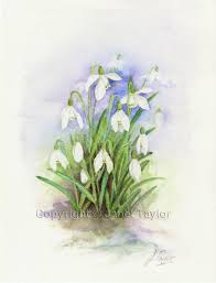 Snowdrops Watercolour Painting By Jan Taylor Original Watercolor Not A Print Watercolour Painting Original Watercolors Painting