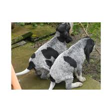 Image result for malý modrý gaskoňský honič