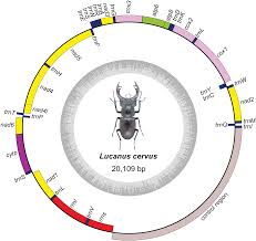 Lucanus (lucanus) cervus (linnaeus, 1758) = lucanus capreolus fuessly 1775 = lucanus scapulodonta weinreich 1963. The Complete Mitochondrial Genome Of Stag Beetle Lucanus Cervus Coleoptera Lucanidae And Phylogenetic Analysis Peerj