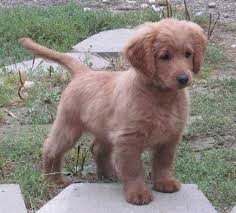 A great big happy dog so full of love and energy can't help but bring a smile to your face. Dog Breeds That Dont Shed Dog Breeds Picture