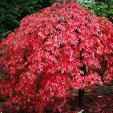 Acer Palmatum Dissectum Ever Red Tree Japanese Maple Tree Acer Palmatum Small Weeping Trees