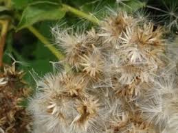 Image result for Microglossa densiflora