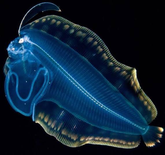 Mga resulta ng larawan para sa Luminous deep sea slugs"