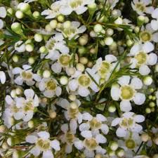 Check spelling or type a new query. Pin On Garden Inspirations