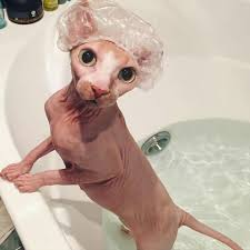 Chrnk23 Baby Katzen Susse Tiere Hassliche Tiere