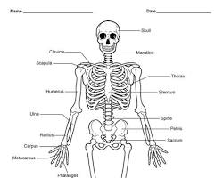 Skeletal system diagram