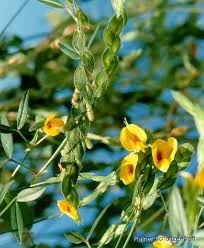 Image result for Loxogramme latifolia