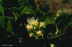 Image result for Acacia rovumae