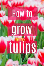 How To Grow Tulips Growing Tulips Tulips Garden Planting Tulips
