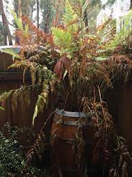 Maybe you would like to learn more about one of these? My Fern Is Dying Any Care Tips Or Advice Would Be Helpful Gardening