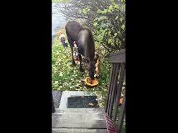 Photos Alaska S Pumpkin Stealing Moose Photo Alaska Pumpkin