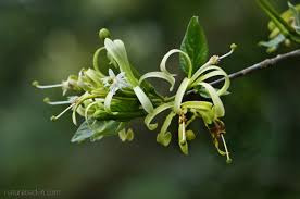 Image result for Turraea floribunda