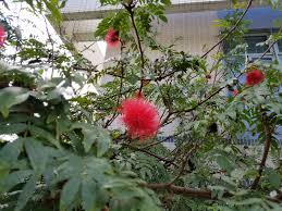 Image result for Calliandra haematocephala
