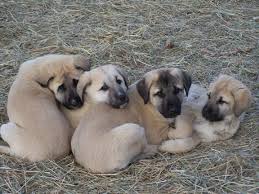 Lost Armadillo Ranch Anatolian Shepherd Dogs Www Citlink Net Lostarmadillo Kangal Dog Anatolian Shepherd Dog Anatolian Shepherd Puppies