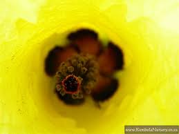 Image result for Hibiscus ludwigii