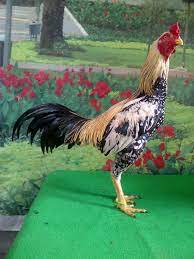 Warna ayam jago blorok yang disukai kebanyakan botoh adalah blorok madu karena langka serta diyakini mempunyai kelebihan. 101 Gambar Ayam Wido Jalak Hd Gambar Pixabay