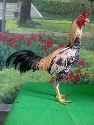 Video ini adalah lanjutan dr video sebelumnya ya. 101 Gambar Ayam Wido Jalak Hd Gambar Pixabay