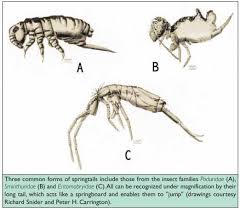 Appendage causes high jumps edit title. Springtails What Do Springtails Do And How Do You Get Rid Of Them