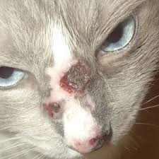 See reviews, photos, directions, phone numbers and more for animal allergy ear clinic locations in beaverton, or. Northwest Animal Allergy Dermatology