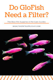 Do Glofish Need A Filter The Pet Supply Guy In 2020 Glofish Glofish Tank Small Fish Tanks