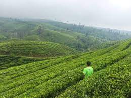Luas tanah yang ditanami teh seluas 460 hektar, sedangkan sisanya, yaitu 60.2 ada banyak macam teh yang bisa anda nikmati di lokasi kebun teh jamus jawa timur. 6 Wisata Kebun Teh Di Jawa Timur Ini Gak Kalah Keren Dengan Di Puncak