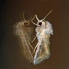 Image result for Leptonychia