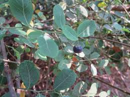 Image result for Phyllanthus reticulatus