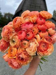Image result for Ranunculus raeae
