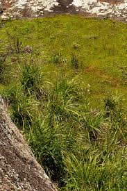 Image result for Chlorophytum nyasae