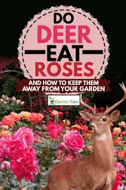 Unfortunately, the eating habits of deer can sometimes have a negative impact on woodland ecosystems. Do Deer Eat Roses And How To Keep Them Away From Your Garden Garden Tabs