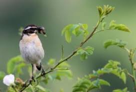 Es muy similar a la tarabilla común (saxicola rubicola). Tarabilla Nortena Todo Lo Que Debes Saber De Estas Aves