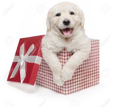 My top gift choice for new puppy and by leaving a pup in their crate when you aren't there, you can make them feel comfortable and minimise any separation anxiety, as well as. White Golden Retriever Puppy Gift Box Present Surprise Labrador Stock Photo Picture And Royalty Free Image Image 54847131