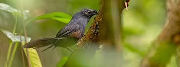 We did not find results for: Rare Birds These Four Birds May Be The Rarest In The Americas